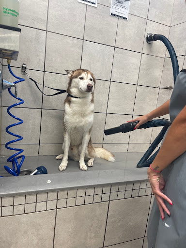 Pet Supply Store «Pet Supplies Plus», reviews and photos, 30034 Detroit Rd, Westlake, OH 44145, USA