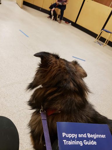 Pet Supply Store «PetSmart», reviews and photos, 2317 W Lincoln St, Harlingen, TX 78552, USA