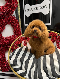 D'Luxe Dog Pet Concierge & Boutique - Photo 2 - Car repair in Miami, FL, Miami