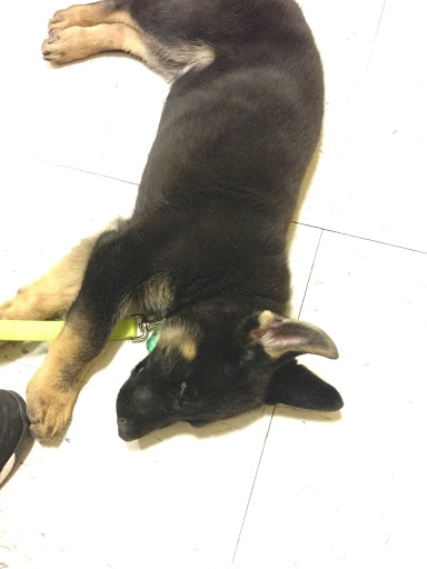 Pet Supply Store «PetSmart», reviews and photos, 1705 N Bechtle Ave, Springfield, OH 45504, USA