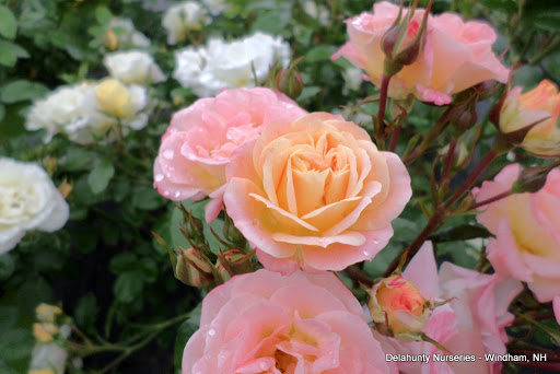 Garden Center «Delahunty Nurseries & Florist», reviews and photos, 41 Range Rd, Windham, NH 03087, USA