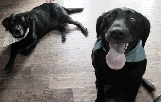 Pet Supply Store «Petco Animal Supplies», reviews and photos, 525 S 5th St, Bismarck, ND 58504, USA