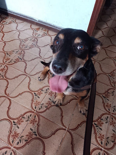 Clínica Veterinária Bicho Legal em Embu das Artes - SP