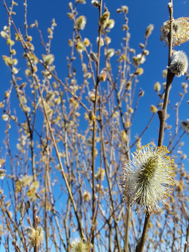 Park «Cooper Mountain Nature Park», reviews and photos, 18892 SW Kemmer Rd, Beaverton, OR 97007, USA