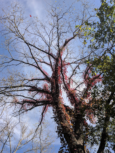 Park «Millennium Park», reviews and photos, 300 Gardner Street, West Roxbury, MA 02132, USA