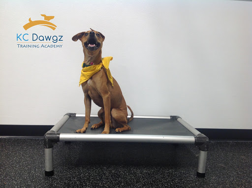 KC Dawgz Dog Training Academy