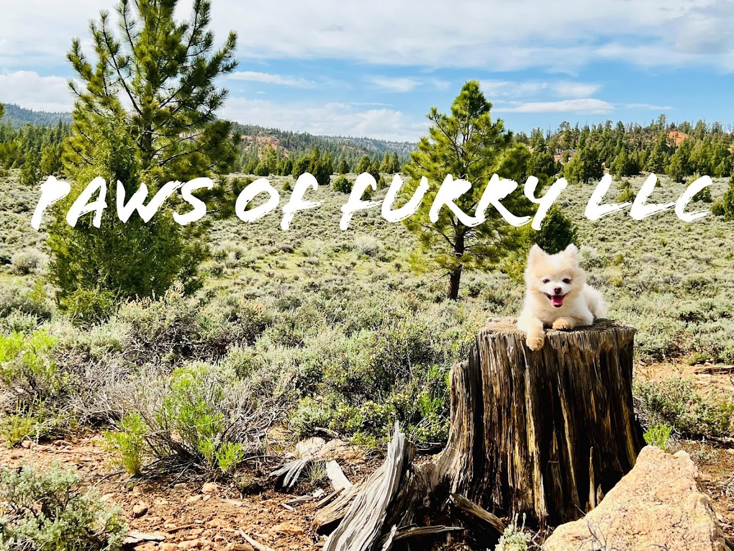 Paws of Furry LLC
