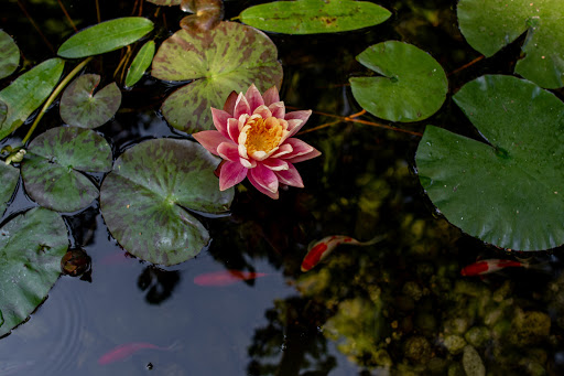 Landscaper «Blacklotus Landscaping LLC», reviews and photos