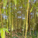 Photo n° 14 de l'avis de Alexandre.e fait le 03/08/2023 à 11:09 pour Domaine de Chaumont-sur-Loire à Chaumont-sur-Loire