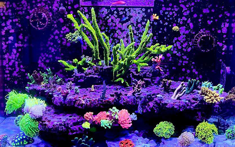 Reef Paradise image