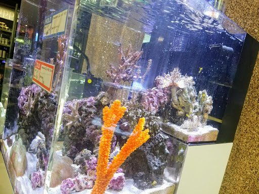 Tropical Fish Store «Picasso Exotic Aquatics», reviews and photos, 11560 Ash St, Leawood, KS 66211, USA