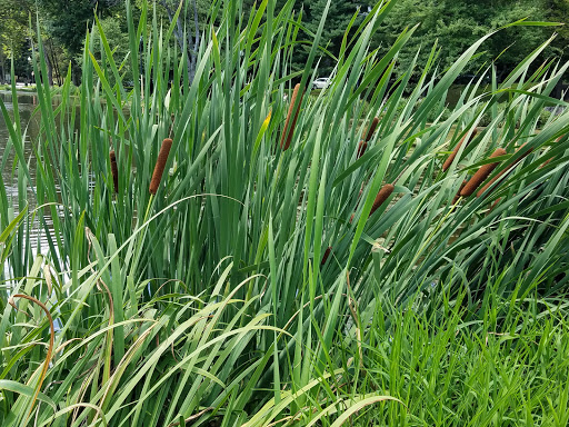 Park «Grover Cleveland Park», reviews and photos, Brookside Ave & Runnymede Rd, Essex Fells, NJ 07021, USA