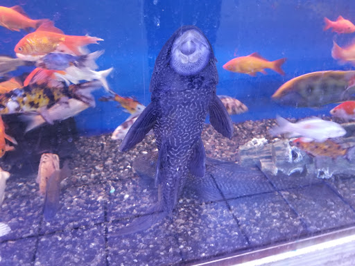 Pet Supply Store «Seascape Aquarium & Pet Center», reviews and photos, 2162 Gulf Gate Dr, Sarasota, FL 34231, USA