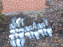 Pest Animal Removal Eugene - Photo 8 - Car repair in Eugene, OR, Eugene