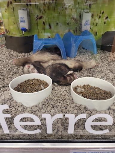 Pet Supply Store «Petco Animal Supplies», reviews and photos, 2000 NE Burnside Rd, Gresham, OR 97030, USA