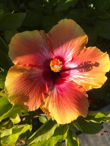 Florist «Woodbury Florist & Greenhouses», reviews and photos, 1000 Woodbury Ave, Portsmouth, NH 03801, USA