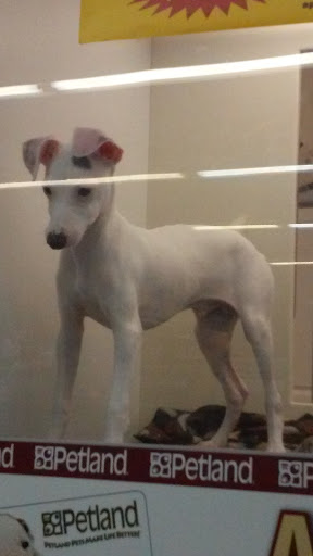 Pet Store «Petland Montgomery», reviews and photos, 7127 Eastchase Pkwy, Montgomery, AL 36117, USA