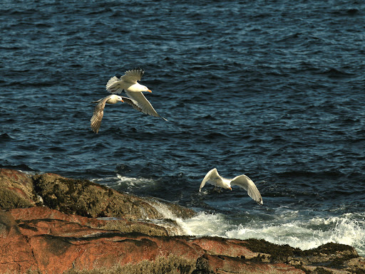 Park «Rafes Chasm Park», reviews and photos, 138 Hesperus Ave, Gloucester, MA 01930, USA