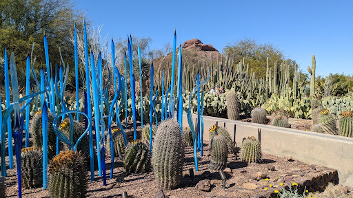 Botanical Garden «Desert Botanical Garden», reviews and photos, 1201 N Galvin Pkwy, Phoenix, AZ 85008, USA