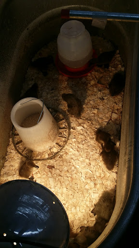 Department Store «Rural King», reviews and photos, 127 S Memorial Dr, New Castle, IN 47362, USA