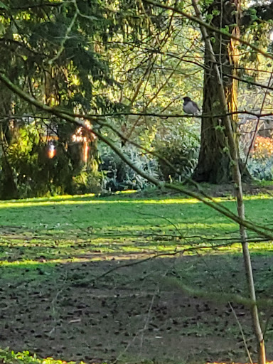 Park «Northacres Park», reviews and photos, 12718 1st Ave NE, Seattle, WA 98125, USA