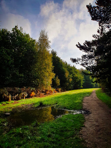 Harlestone Firs Forest Walk