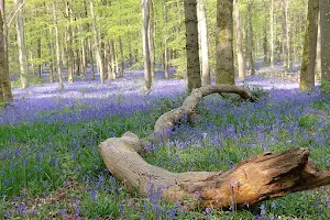 National Trust Dockey Wood image