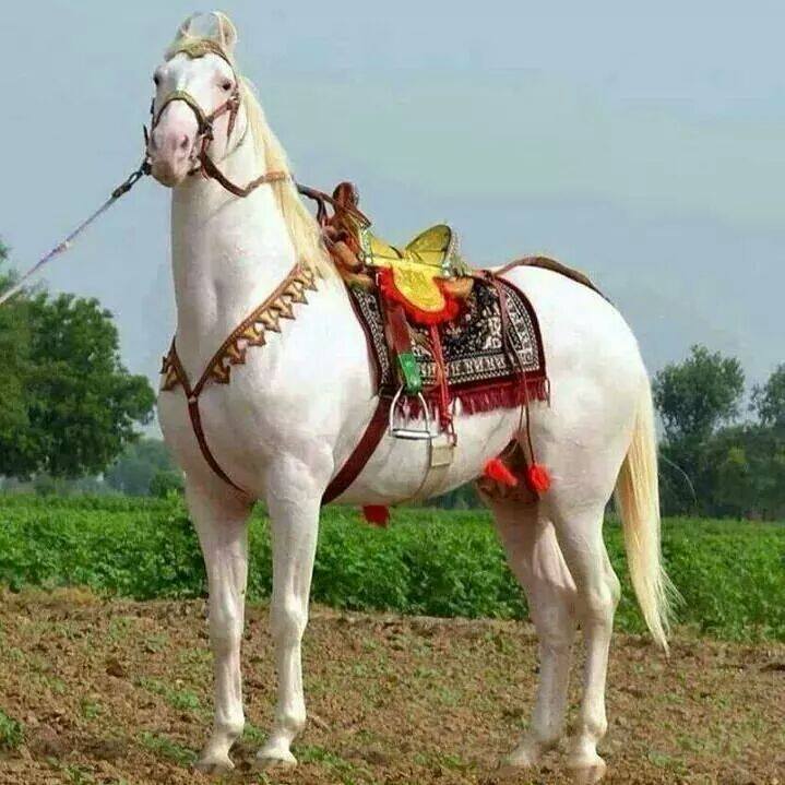 Pragya Press Sampla