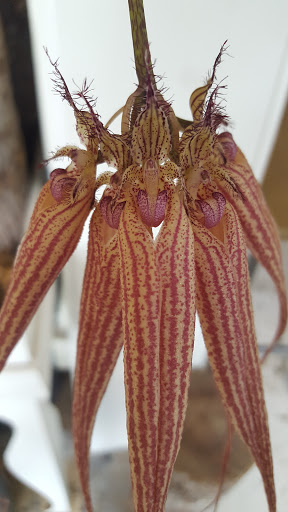 Florist «Flora», reviews and photos, 428 Haywood Rd B, Asheville, NC 28806, USA