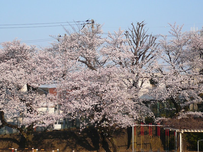 板橋区立北前野小学校