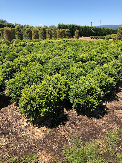 Boxwood Garden (wholesale by appoinment only)