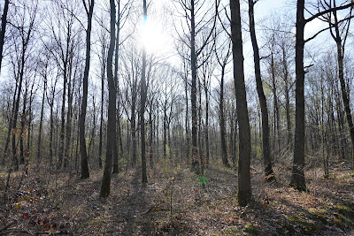 Forêt Domaniale de Coubert à Presles-en-Brie