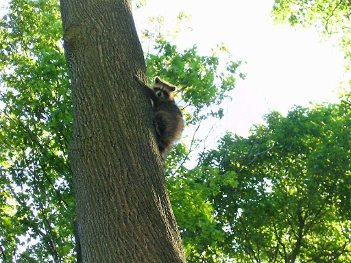 Park «G.E.A.A. Field», reviews and photos, Summer St, Lynn, MA 01905, USA