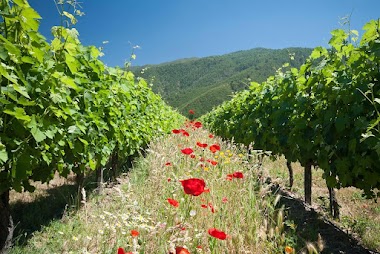 Bioweinreich - Ökologischer Weinhandel Thomas Reich - Versandhandel