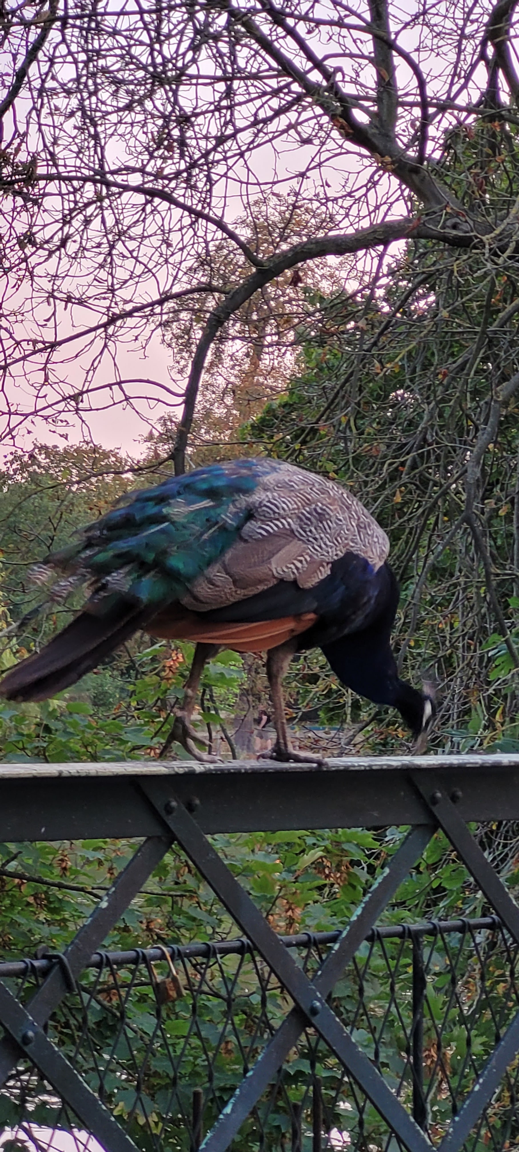 Photo n° 6 de l'avis de Siromiel.o fait le 21/08/2022 à 20:03