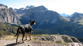 Ambulatorio Veterinario VAL DI FASSA