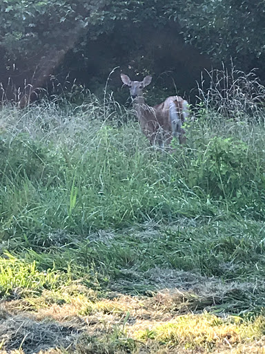 Park «A.B. Sawyer Park», reviews and photos, 9300 Whipps Mill Rd, Louisville, KY 40242, USA