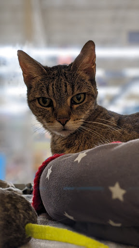 Pet Supply Store «PetSmart», reviews and photos, 367 Mt Hope Ave, Rockaway, NJ 07866, USA