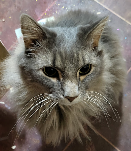 Big Sioux Veterinary Care image