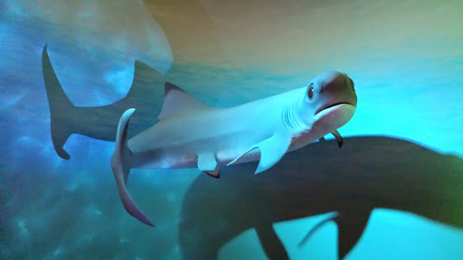 Tourist Attraction «Arizona Museum of Natural History», reviews and photos, 53 N Macdonald, Mesa, AZ 85201, USA