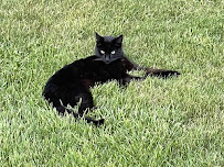 Happy Paws - Photo 9 - Car repair in Vernon, CT, Hartford