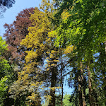 Photo n° 1 de l'avis de Nadia.E fait le 25/06/2023 à 08:59 pour Arboretum Domanial de la Jonchère Saint Maurice à La Jonchère-Saint-Maurice