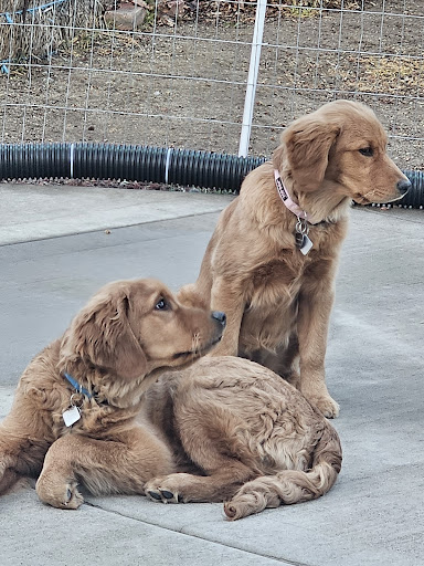 Wingfield Springs Veterinary Hospital image