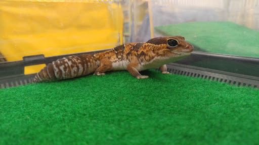 Pet Supply Store «Pet Supermarket», reviews and photos, 7070 College Pkwy, Fort Myers, FL 33907, USA