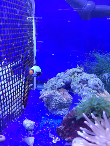 Tropical Fish Store «Emmons Tropical Fish & Ponds», reviews and photos, 1612 Hopmeadow St, Simsbury, CT 06070, USA