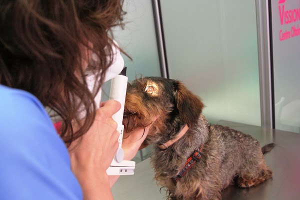 Centro Oftalmológico Veterinario Vission
