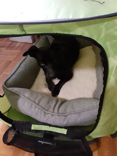 Pet Supply Store «PetSmart», reviews and photos, 358 Broadway, Saugus, MA 01906, USA