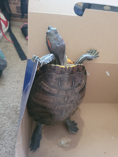 Pet Supply Store «Petco Animal Supplies», reviews and photos, 1815 Newport Blvd b, Costa Mesa, CA 92627, USA