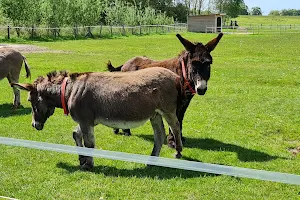 The Donkey Sanctuary Leeds image