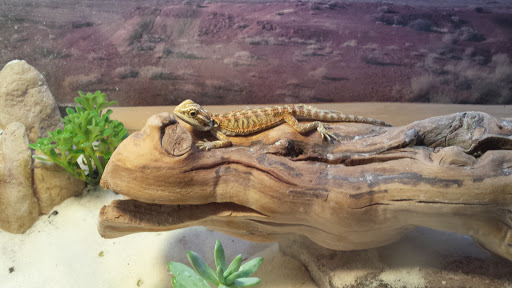 Pet Supply Store «Petco Animal Supplies», reviews and photos, 38069 Town Center Dr #222, Millville, DE 19967, USA